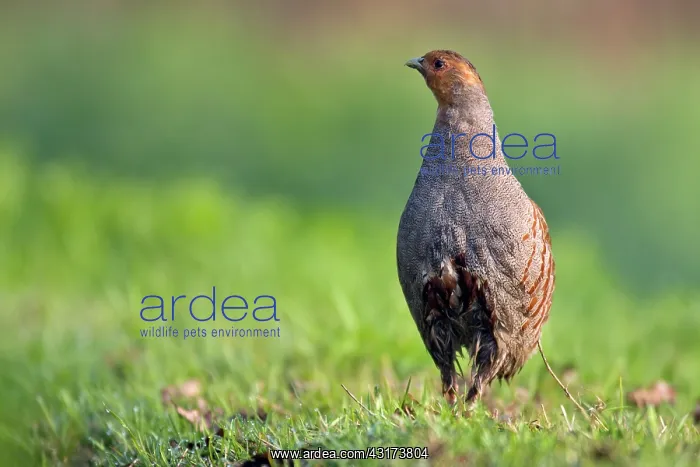 : Grey Partridge : Grey Partridge