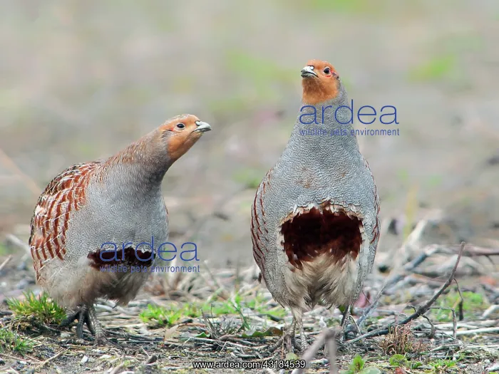 : Grey Partridge : Grey Partridge
