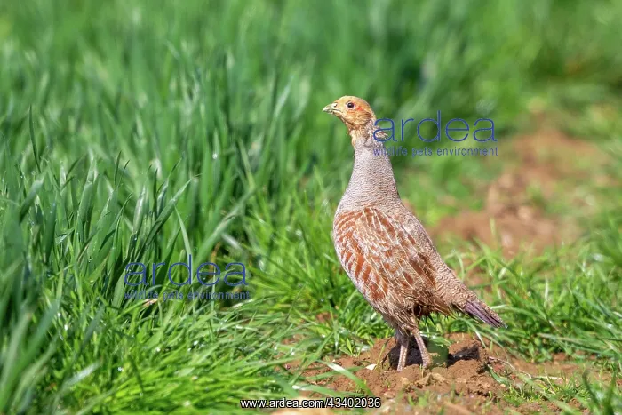 : GREY PARTRIDGE : GREY PARTRIDGE
