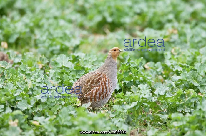 : Grey Partridge - adult female stood in Rape Field : Grey Partridge - adult female stood in Rape Field