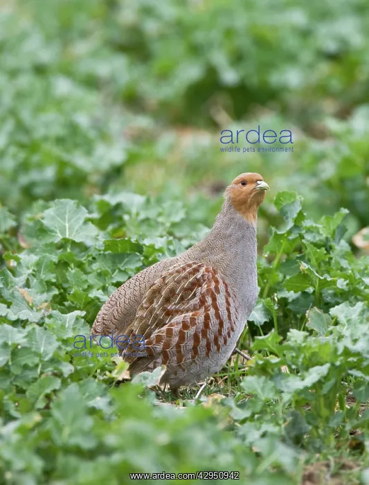 : Grey Partridge - adult female stood in Rape Field : Grey Partridge - adult female stood in Rape Field