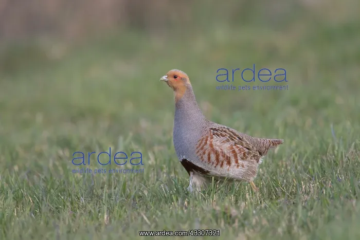 : Grey Partridge - adult male - Germany : Grey Partridge - adult male - Germany