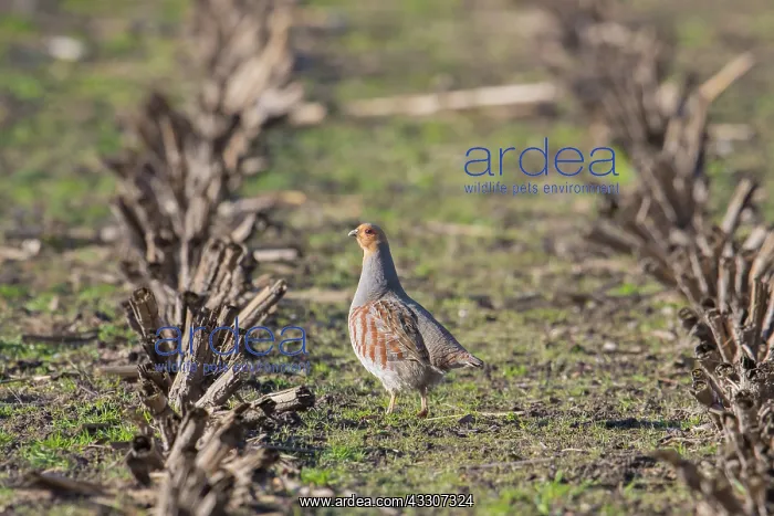 : Grey Partridge - adult male - Germany : Grey Partridge - adult male - Germany