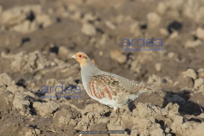 : Grey Partridge - adult male - Germany : Grey Partridge - adult male - Germany