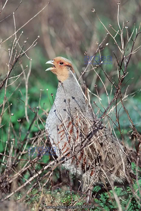 : GREY PARTRIDGE - calling : GREY PARTRIDGE - calling