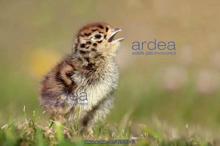 : Grey Partridge - chick : Grey Partridge - chick