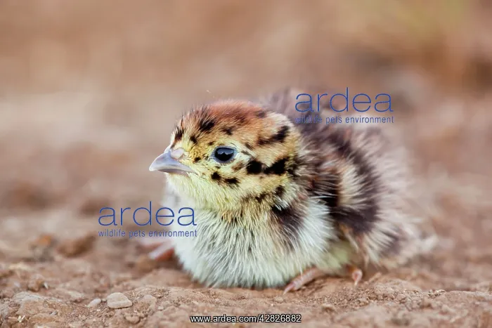 : Grey Partridge - chick : Grey Partridge - chick