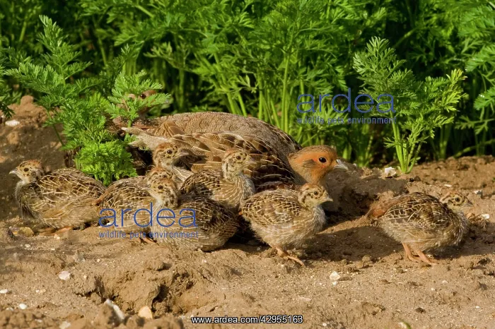 : Grey Partridge - close up of family party in carrot : Grey Partridge - close up of family party in carrot