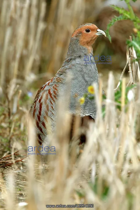 : Grey Partridge - close up of male standing in Autumn : Grey Partridge - close up of male standing in Autumn