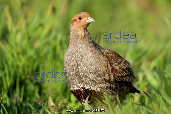 : Grey Partridge - close up of male standing on rough : Grey Partridge - close up of male standing on rough