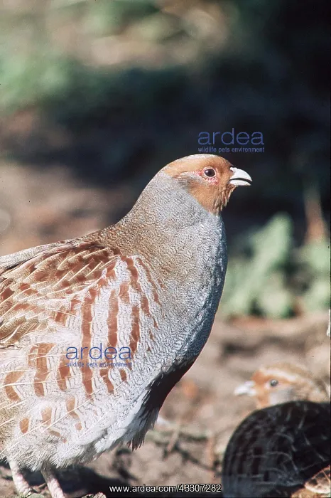 : GREY PARTRIDGE - close-up of head and shoulder : GREY PARTRIDGE - close-up of head and shoulder