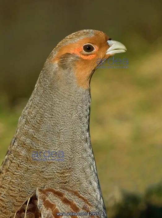 : Grey Partridge - close-up of male in early spring : Grey Partridge - close-up of male in early spring