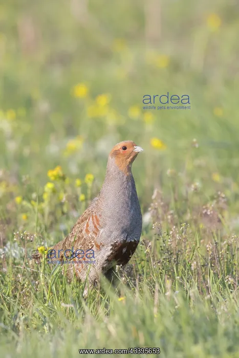 : Grey Partridge cock : Grey Partridge cock