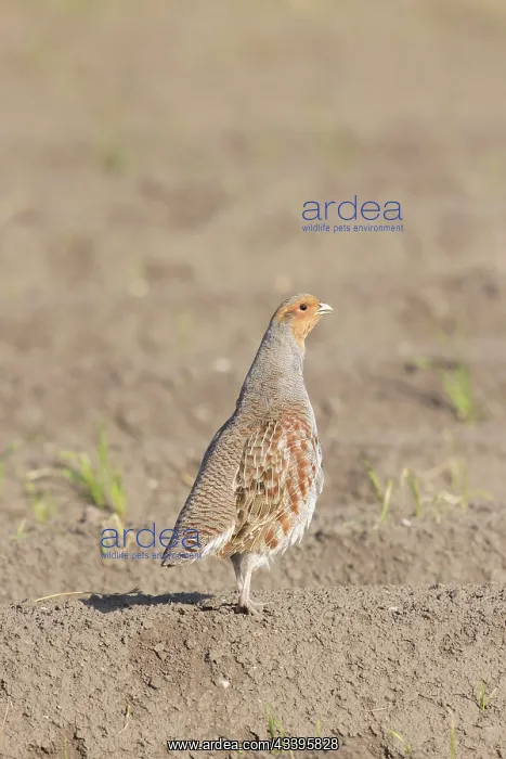 : Grey Partridge cock : Grey Partridge cock