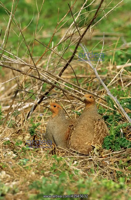 : Grey Partridge - cock left & hen right with newly : Grey Partridge - cock left & hen right with newly
