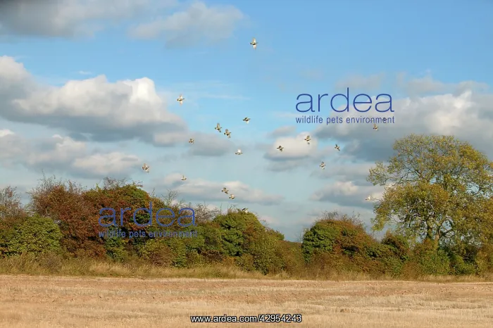 : Grey Partridge - covery flying over Hawthorne hedge : Grey Partridge - covery flying over Hawthorne hedge