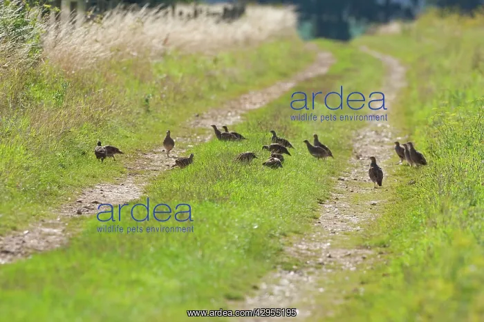 : Grey Partridge - covey feeding on insects and seed : Grey Partridge - covey feeding on insects and seed