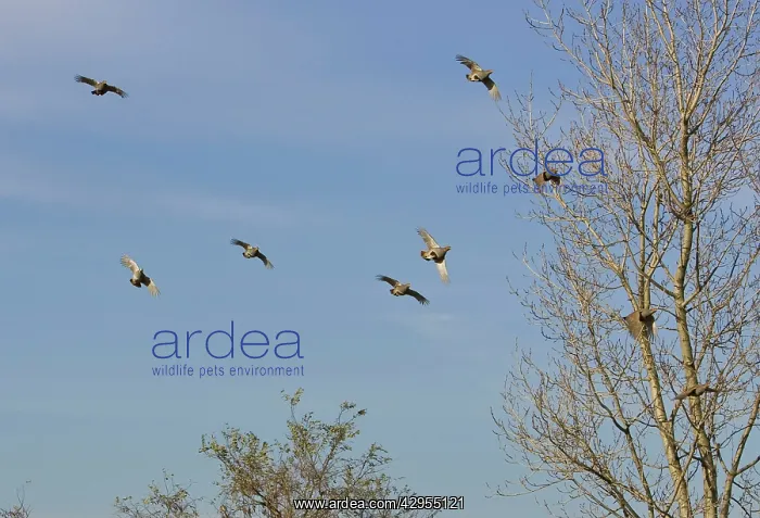 : Grey Partridge - covey / flock flying over hedge : Grey Partridge - covey / flock flying over hedge
