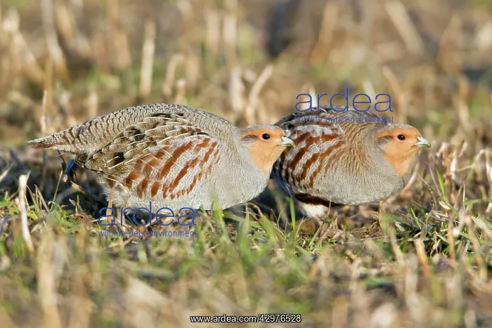 : Grey Partridge - two crouching on stubble field : Grey Partridge - two crouching on stubble field