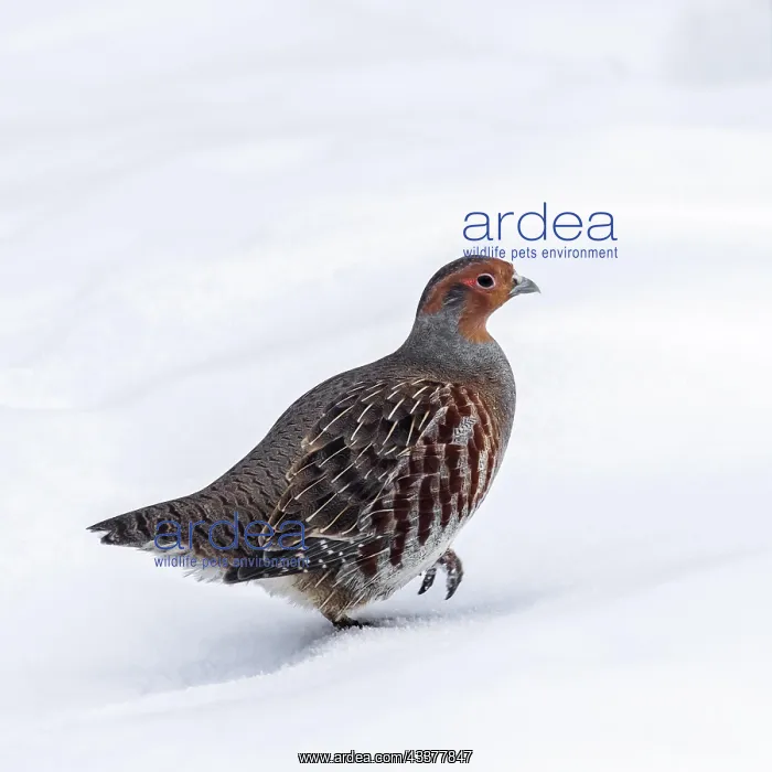 : Grey partridge, English partridge (Perdix perdix) : Grey partridge, English partridge (Perdix perdix)
