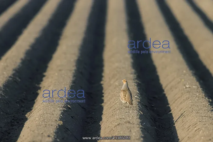 : Grey partridge, English partridge (Perdix perdix : Grey partridge, English partridge (Perdix perdix