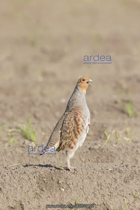 : Grey Partridge, European Partridge - calling cock - Germany : Grey Partridge, European Partridge - calling cock - Germany