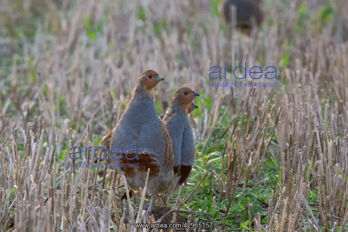 : Grey Partridge - family group standing in winter : Grey Partridge - family group standing in winter