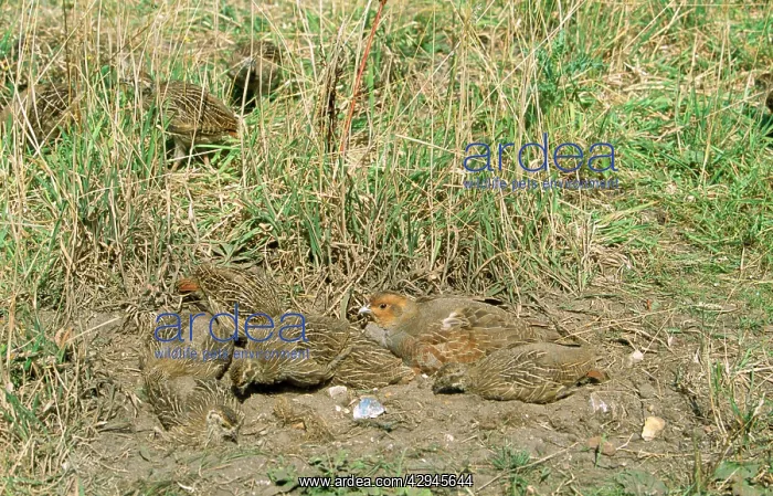 : Grey PARTRIDGE - female and chicks dust bathing : Grey PARTRIDGE - female and chicks dust bathing
