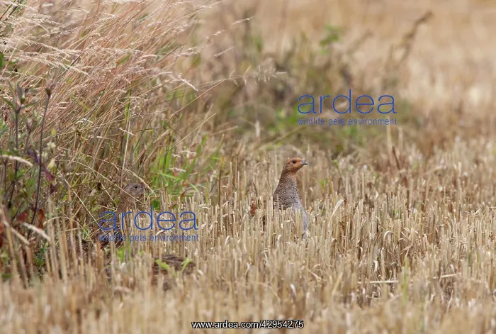 : Grey Partridge - female on edge of barley stubble : Grey Partridge - female on edge of barley stubble