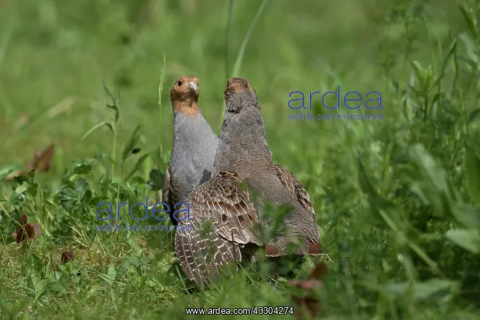 : Grey Partridge - fighting cocks - Germany : Grey Partridge - fighting cocks - Germany