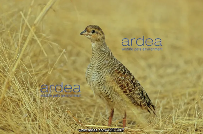 : Grey Partridge / Francolin : Grey Partridge / Francolin