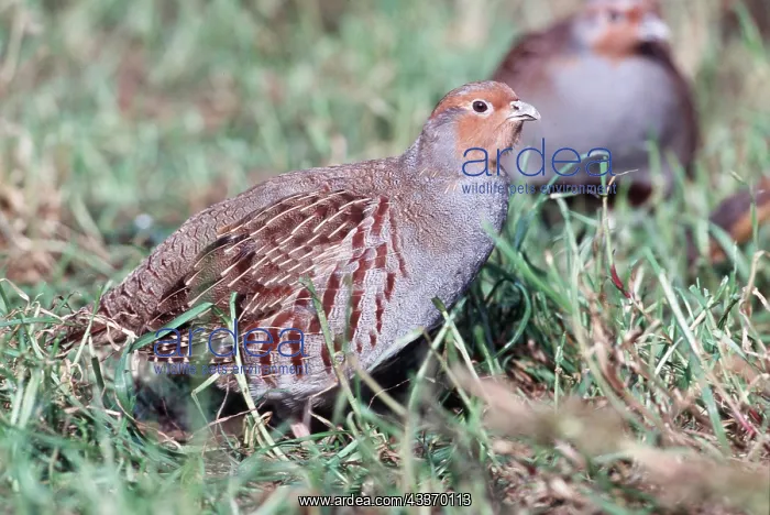 : GREY PARTRIDGE - on grass : GREY PARTRIDGE - on grass