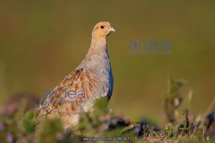 : Grey Partridge - On heather moor : Grey Partridge - On heather moor