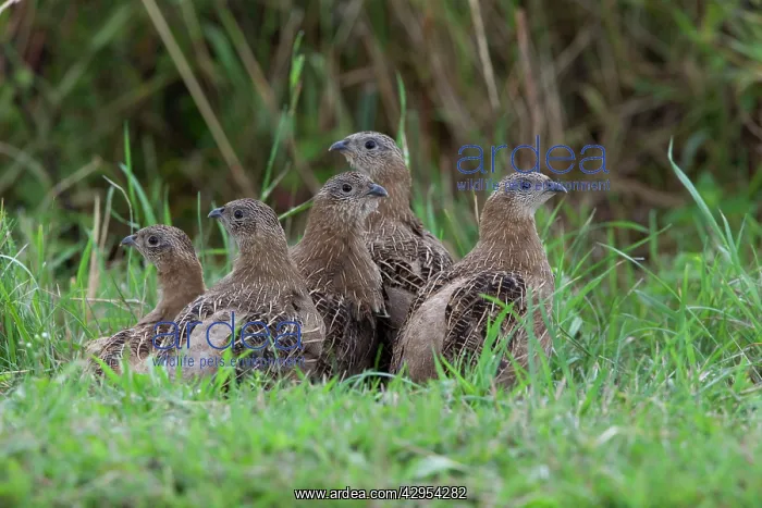 : Grey Partridge - five Juveniles huddled together : Grey Partridge - five Juveniles huddled together
