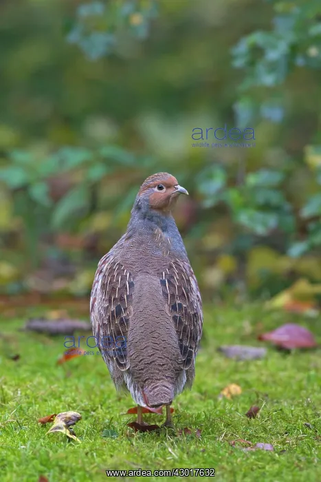  : Grey Partridge male