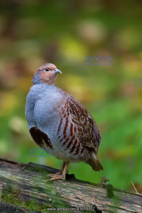  : Grey Partridge male