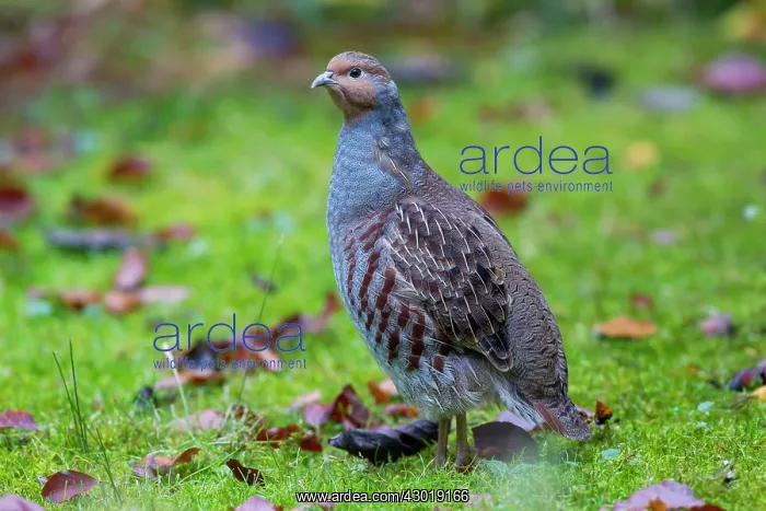  : Grey Partridge male