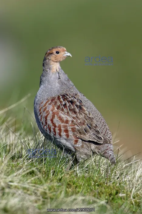 : Grey Partridge - Male on alert : Grey Partridge - Male on alert