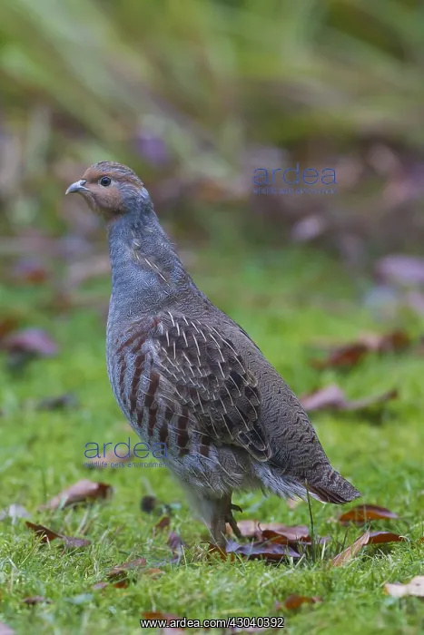  : Grey Partridge - male on alert - Germany