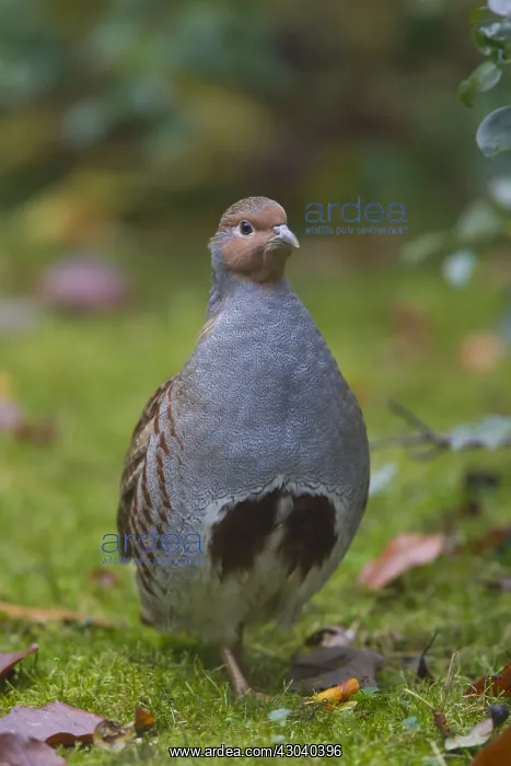  : Grey Partridge - male on alert - Germany