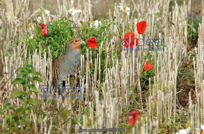  : Grey Partridge - male in barley stubble field in
