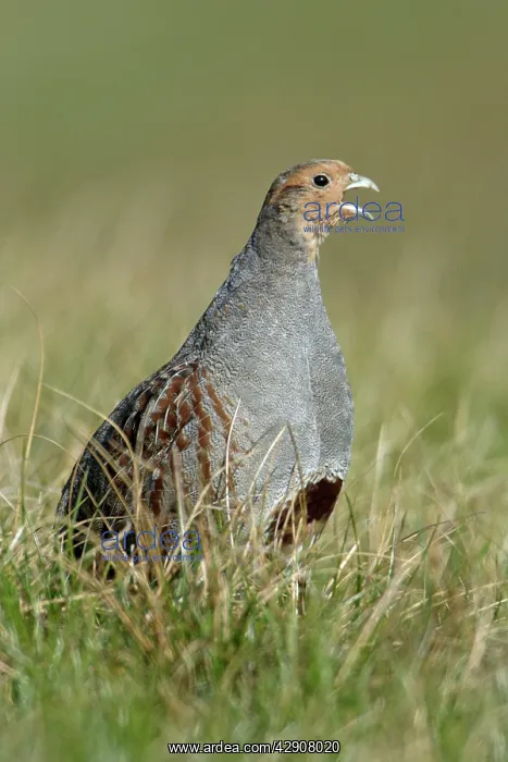  : Grey Partridge - Male calling in nesting territory