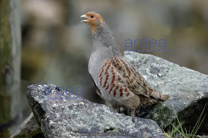 : Grey Partridge - Male calling from stone wall : Grey Partridge - Male calling from stone wall