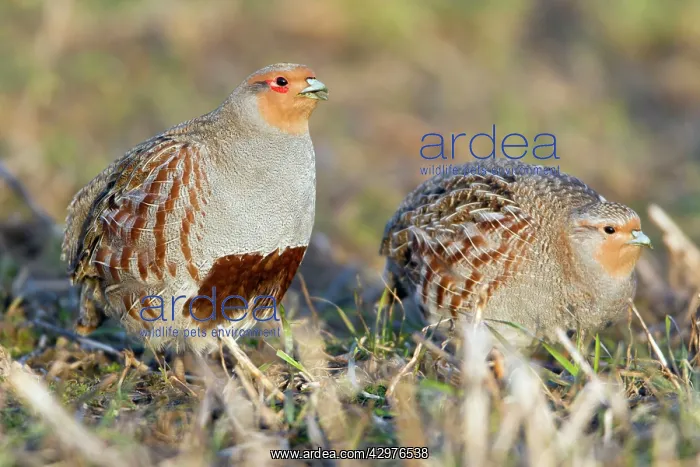 : Grey Partridge - male or cock alert on field with : Grey Partridge - male or cock alert on field with