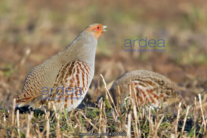 : Grey Partridge - male or cock calling on stubble field : Grey Partridge - male or cock calling on stubble field