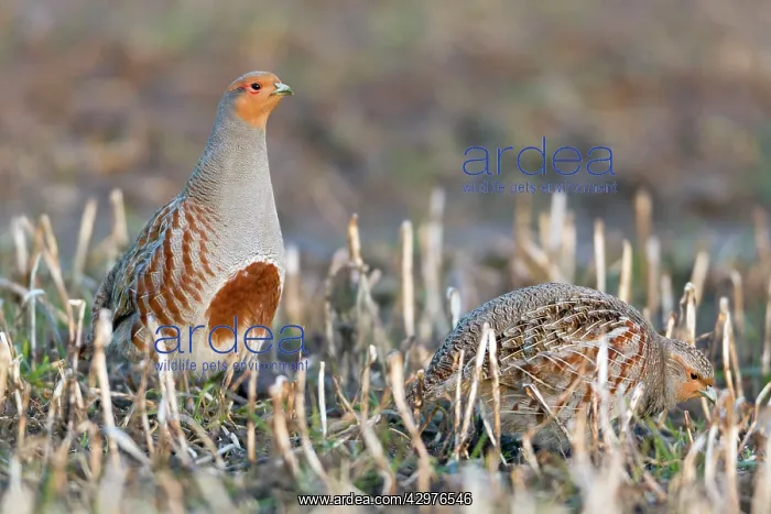: Grey Partridge - male / cock on field with hen / female : Grey Partridge - male / cock on field with hen / female