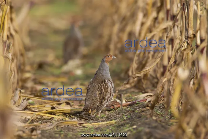  : Grey Partridge - male in corn field - Sweden