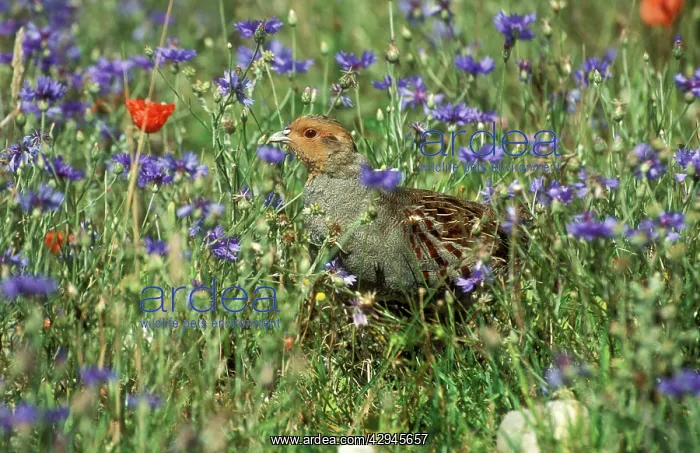 : Grey PARTRIDGE - male with cornflowers and Common : Grey PARTRIDGE - male with cornflowers and Common