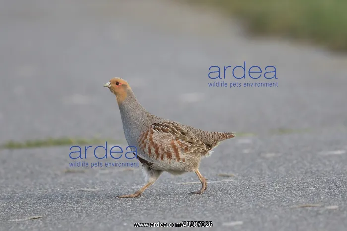 : Grey Partridge - male crossing a street - Germany : Grey Partridge - male crossing a street - Germany