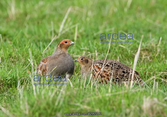 : Grey Partridge - male and Female crouching on rough : Grey Partridge - male and Female crouching on rough